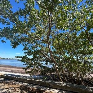 Meet your Posher, Melody